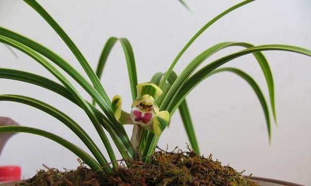 帝冠花的花语含义是什么？它象征着什么？