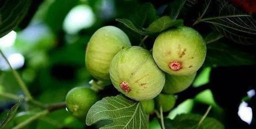 无花果的花语是什么？它有什么特别含义？