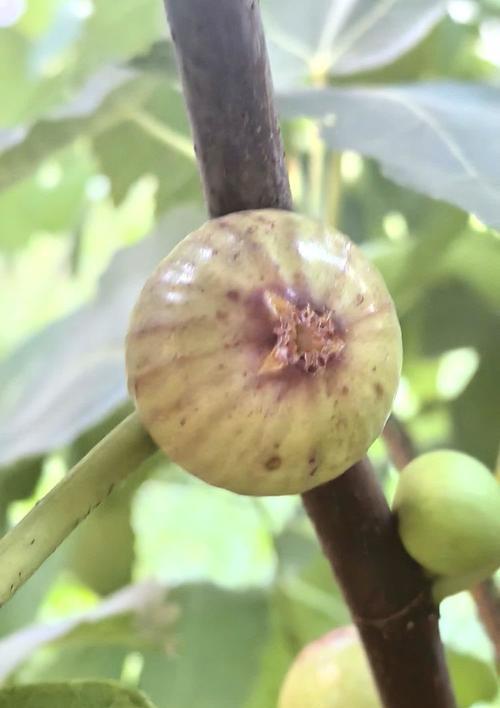 无花果的花语是什么？它有什么特别含义？