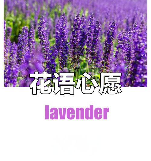 被爱的花有哪些？它们的花语是什么？