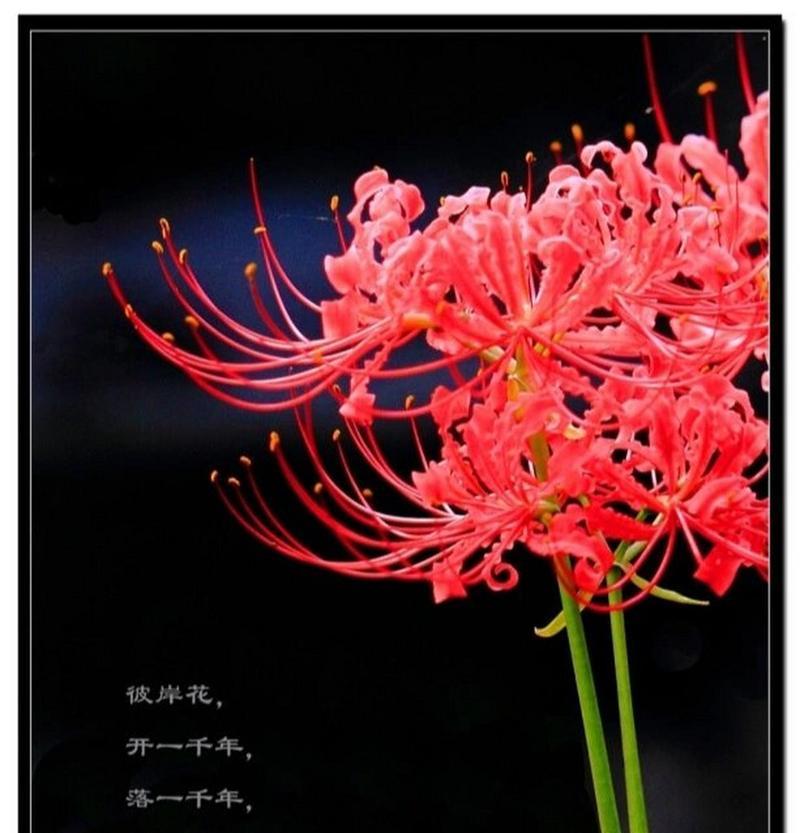 被爱的花有哪些？它们的花语是什么？