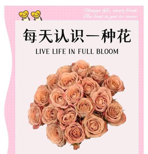 被爱的花有哪些？它们的花语是什么？