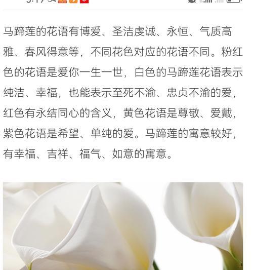 虔诚的爱的花有哪些？它们的花语是什么？