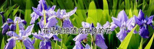植物雷神的花语是什么？它象征着什么？