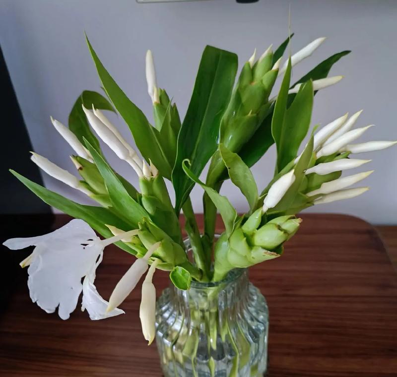植物雷神的花语是什么？它象征着什么？