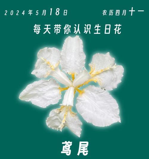 扁竹的花语是什么？它代表了什么？