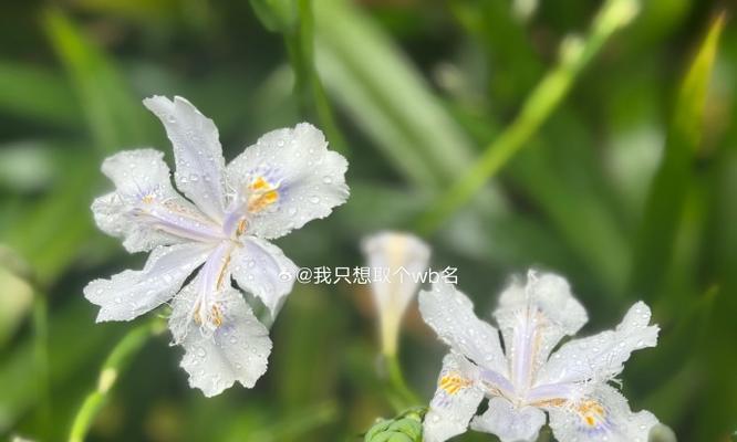 扁竹的花语是什么？它代表了什么？