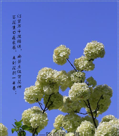 绣球花花语好吗？如何解读绣球花的深层含义？