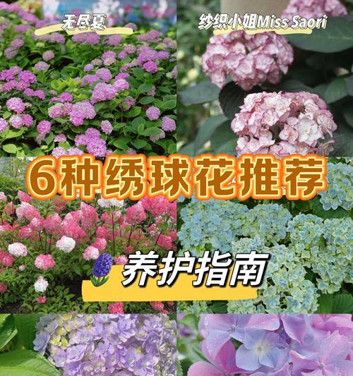 绣球花花语好吗？如何解读绣球花的深层含义？