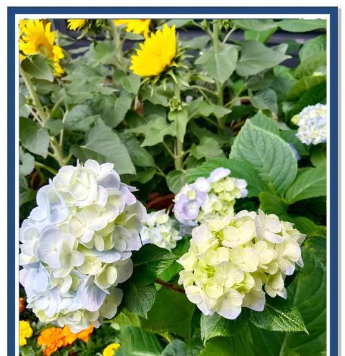 绣球花花语好吗？如何解读绣球花的深层含义？