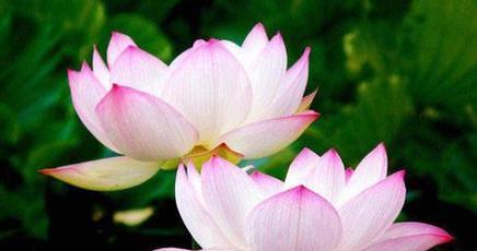 佛教中夸人的花语有哪些？它们各自代表什么？
