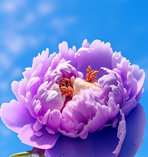 紫色花的花语是什么？紫色花卉的象征意义有哪些？