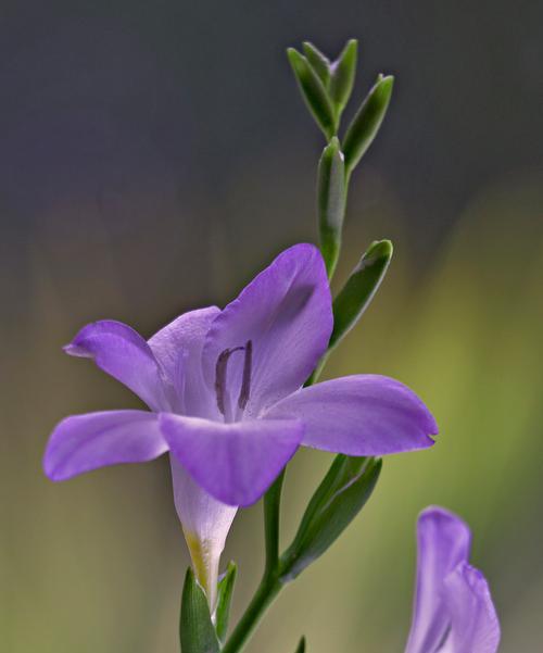 哪些花的花语代表母性？母性花语的含义是什么？