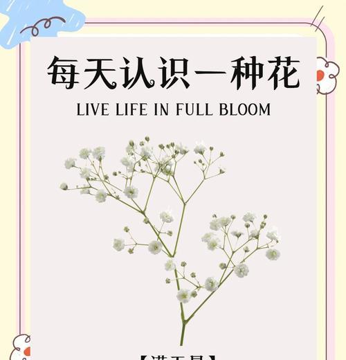 满天星的特征花语有哪些？它们各自代表什么意义？