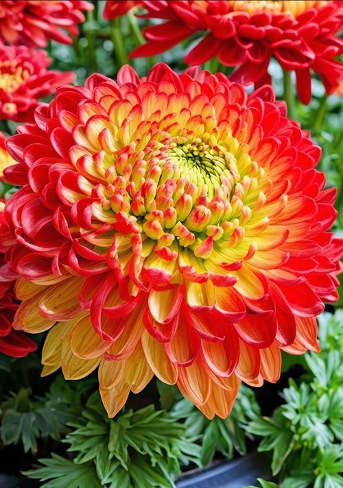 黄色大菊花的花语是什么？黄色菊花的寓意有哪些？