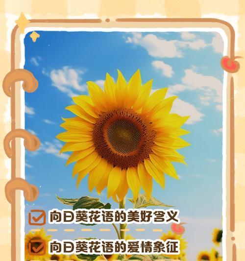 向日花葵的花语是什么？它象征着怎样的精神？