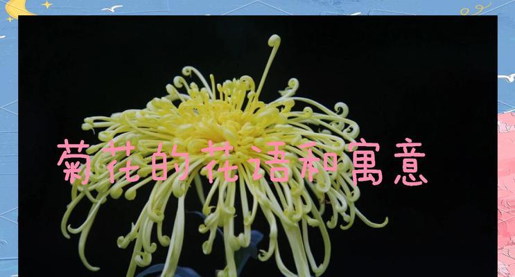 迷你小菊花的花语是什么？它有哪些特别的含义？