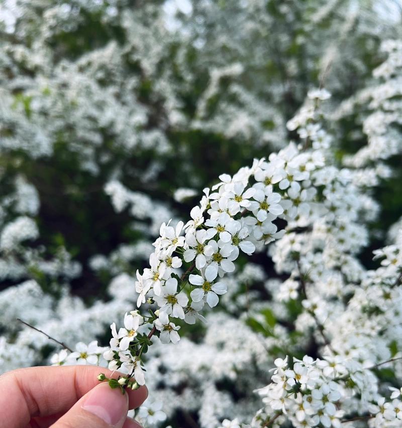 叶下珍珠的花语是什么？它在花语中象征着什么？