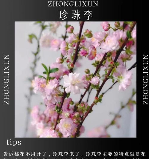 叶下珍珠的花语是什么？它在花语中象征着什么？