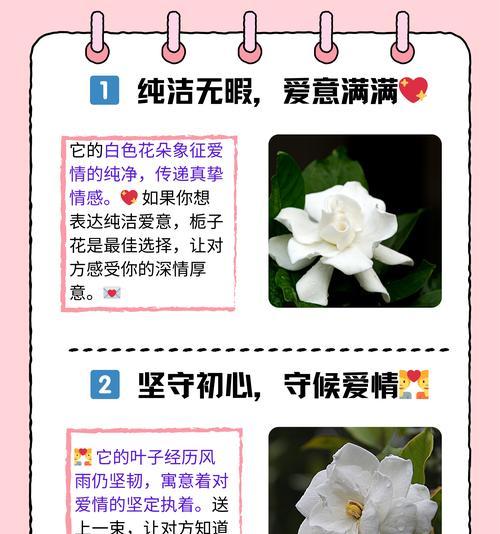 叶下珍珠的花语是什么？它在花语中象征着什么？