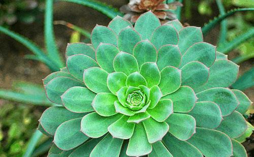 毛叶莲花掌的花语是什么？它在花语中代表什么？