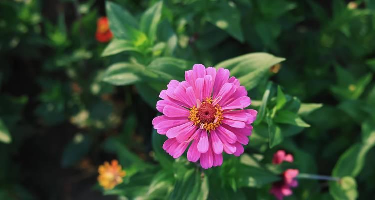 哪些花的花语代表高升？它们各自象征着什么？