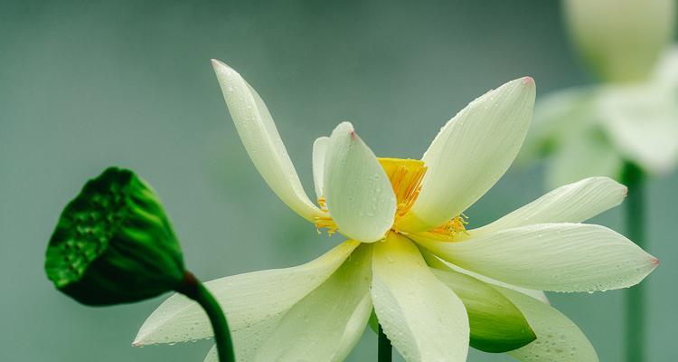 哪些花的花语代表高升？它们各自象征着什么？