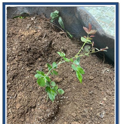 丝情花语营养土适合哪些植物使用？