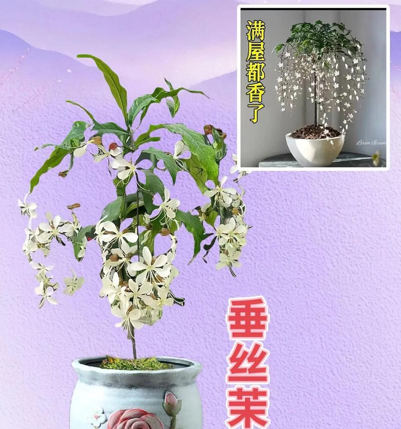 丝情花语营养土适合哪些植物使用？