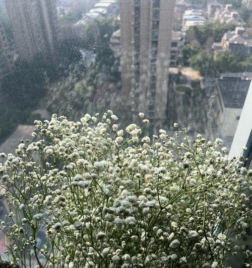 满天星老师花语有哪些特别之处？
