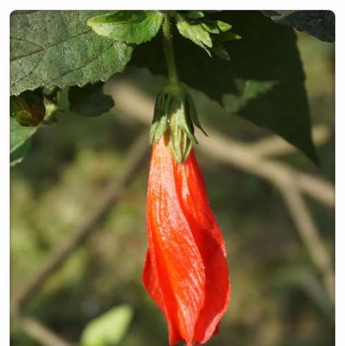 悬铃花的花语起源是什么？