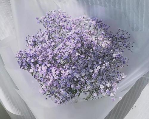 苏醒满天星的花语有何寓意？