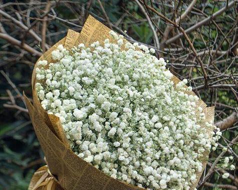 满天星银色品种的花语是什么？