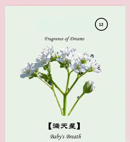 满天星银色品种的花语是什么？