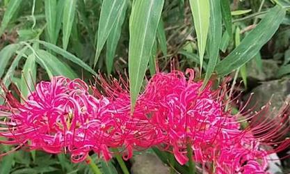 粉色彼岸花的花语代表什么？