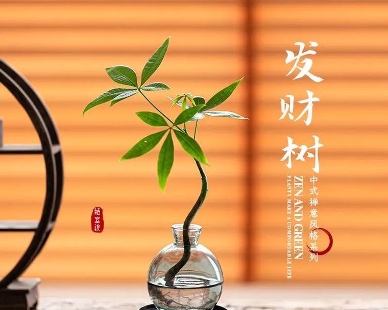 发财树的花语传说有哪些？