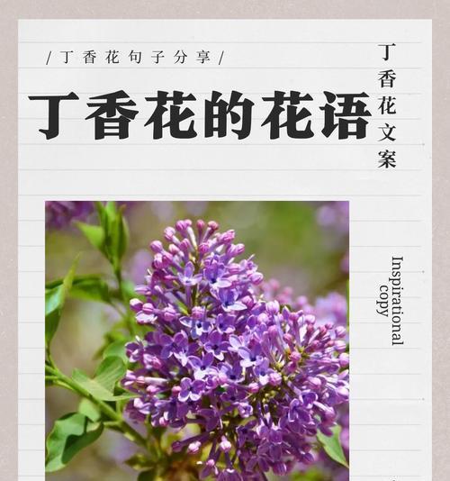 花语的象征意义有哪些？