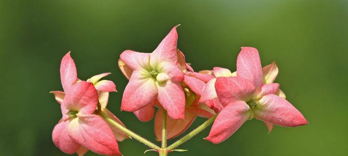 粉叶金花的花语代表什么？