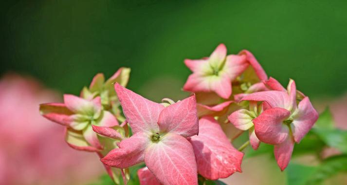 粉叶金花的花语代表什么？