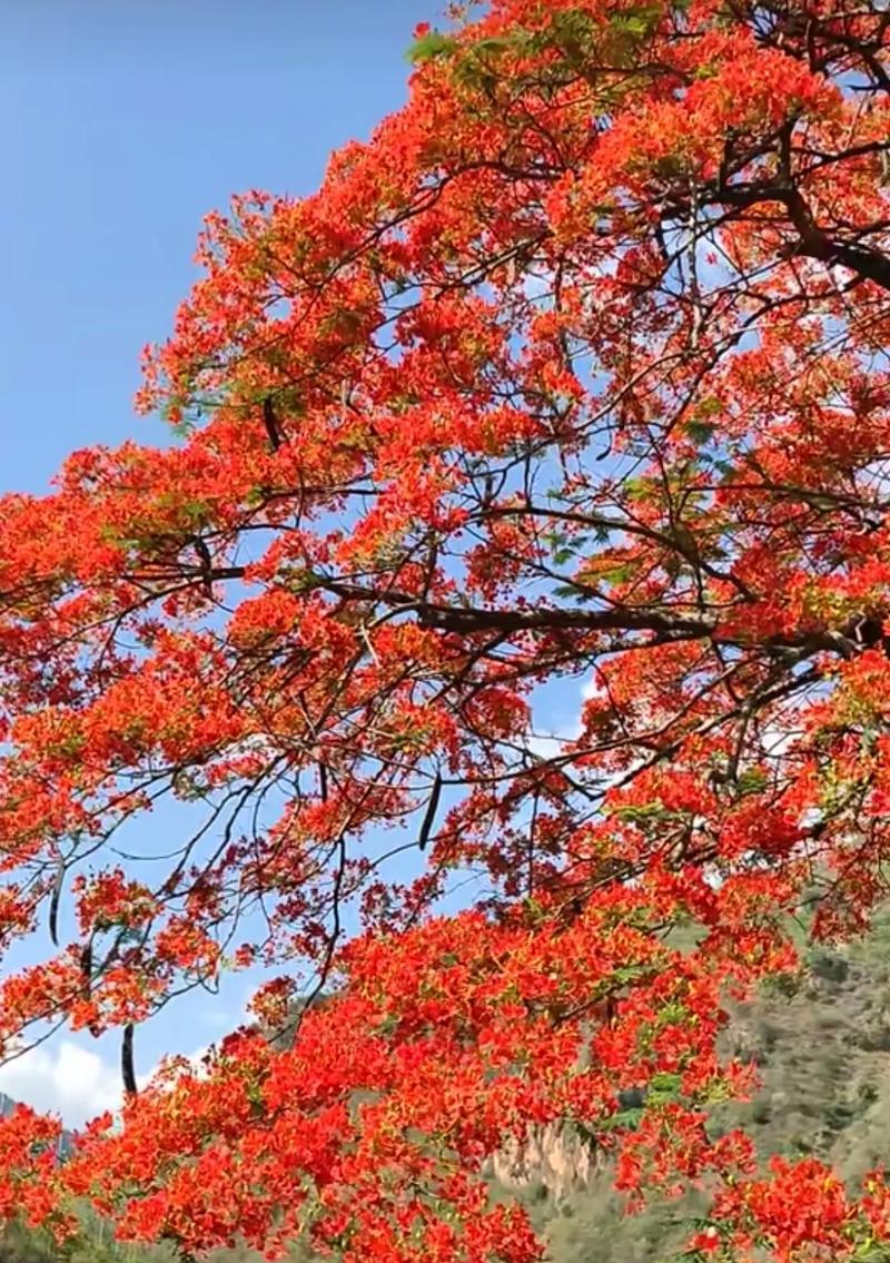 凤凰花的花语有何含义？