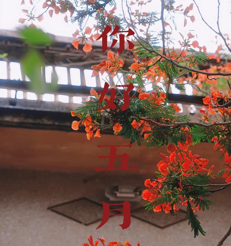 凤凰花的花语有何含义？