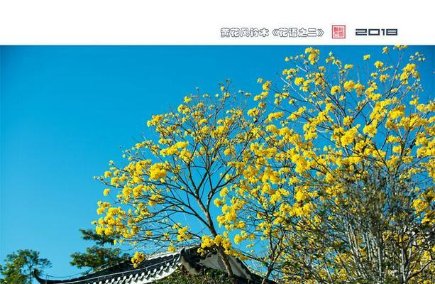 红风铃木的花语有何寓意？适合什么场合？