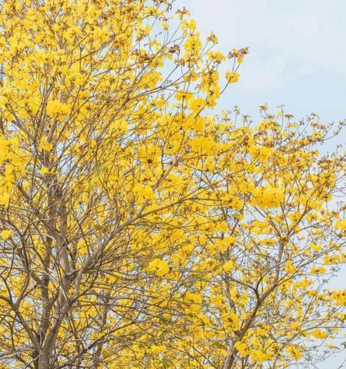 红风铃木的花语有何寓意？适合什么场合？