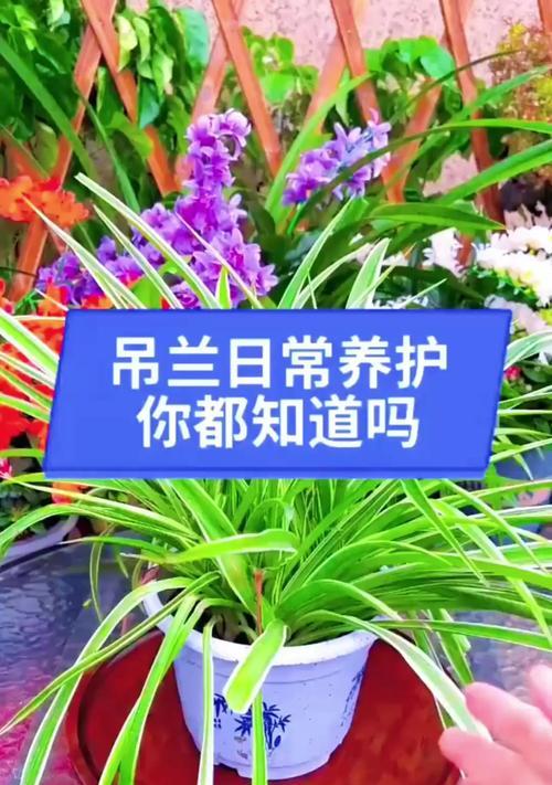 吊兰花语是什么？如何正确养护？