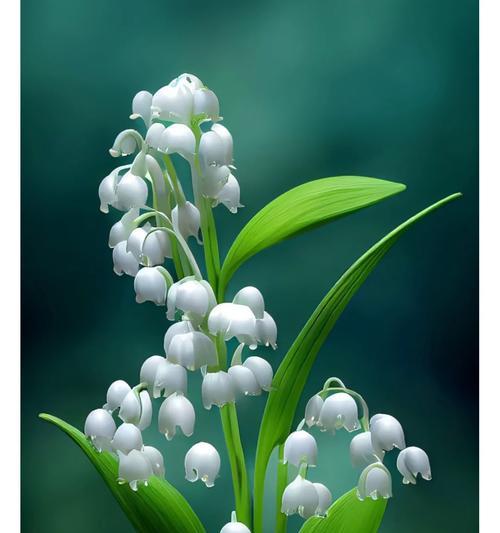 哪些花的花语代表痊愈？它们有何特别之处？