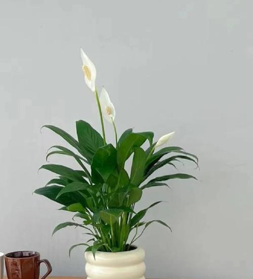 星光白掌的花语是什么？它象征着什么？