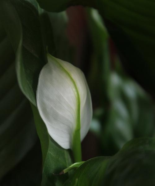 星光白掌的花语是什么？它象征着什么？