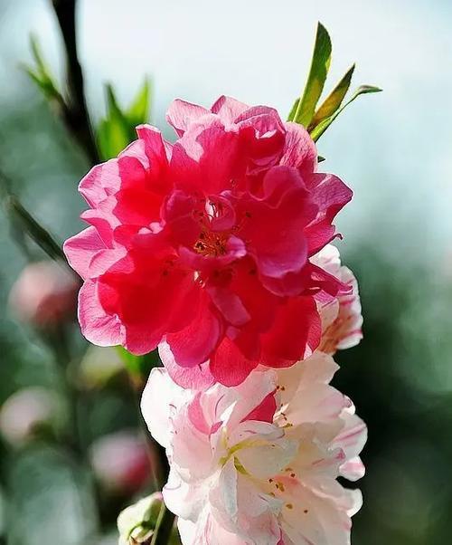 桃花花语的由来是什么？它代表了什么？