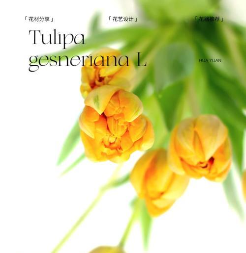 以色列国花的花语是什么？它有何特别含义？