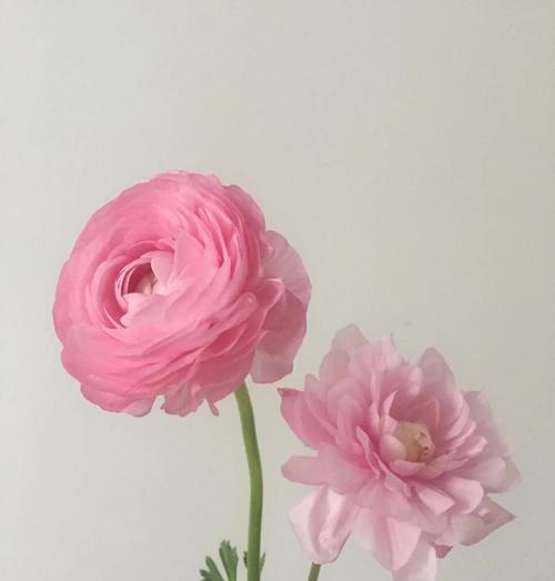 粉牡丹的花语和寓意是什么？适合送什么人？